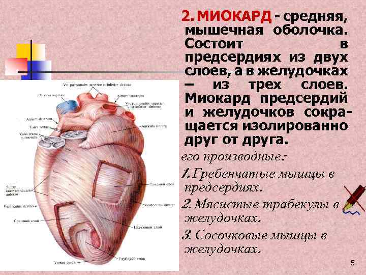 2. МИОКАРД - средняя, мышечная оболочка. Состоит в предсердиях из двух слоев, а в