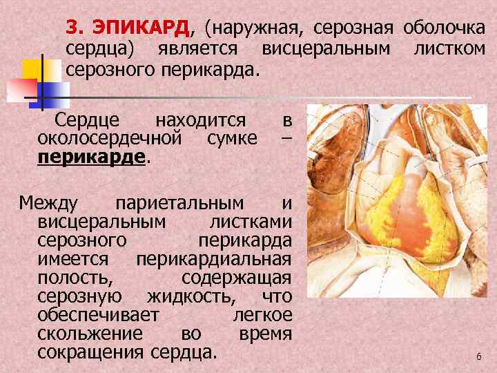 Сердечный являться. Наружная серозная оболочка сердца. Оболочки сердца эпикард. Серозная оболочка сердца называется. Функции эпикарда сердца.