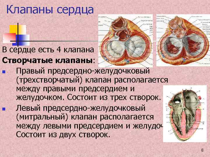 Трехстворчатый клапан сердца