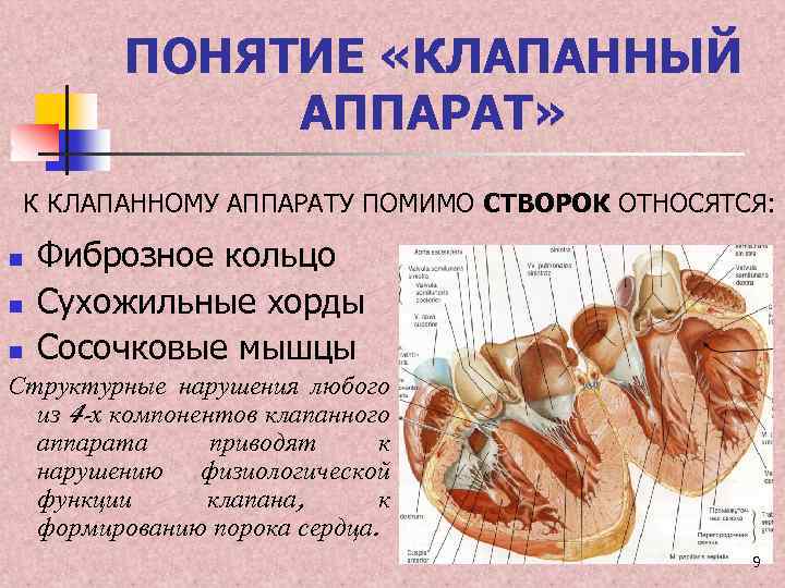 ПОНЯТИЕ «КЛАПАННЫЙ АППАРАТ» К КЛАПАННОМУ АППАРАТУ ПОМИМО СТВОРОК ОТНОСЯТСЯ: n n n Фиброзное кольцо