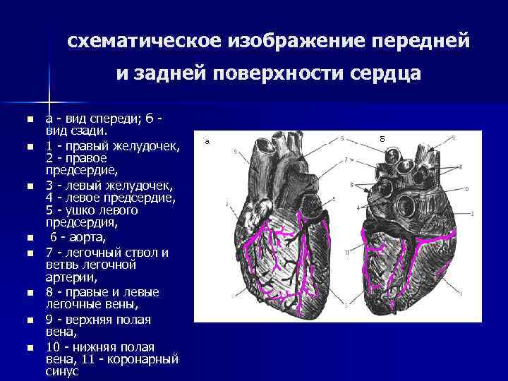 схематическое изображение передней и задней поверхности сердца n n n n а - вид