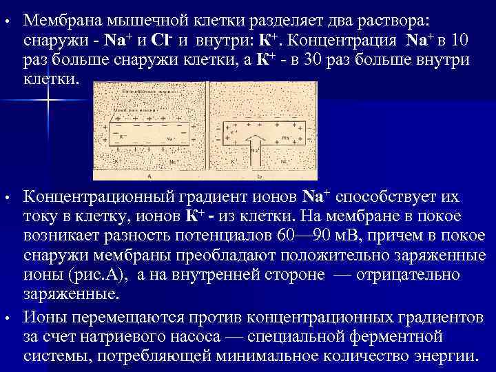  • Мембрана мышечной клетки разделяет два раствора: снаружи - Na+ и Cl- и