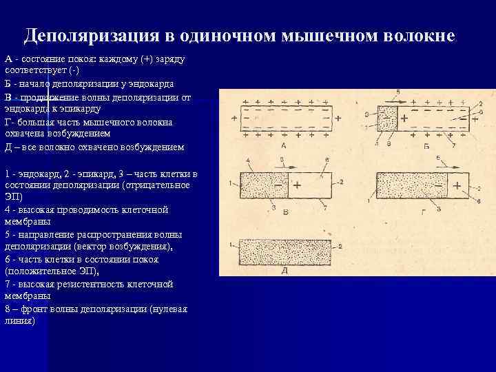 Деполяризация в одиночном мышечном волокне А - состояние покоя: каждому (+) заряду соответствует (-)