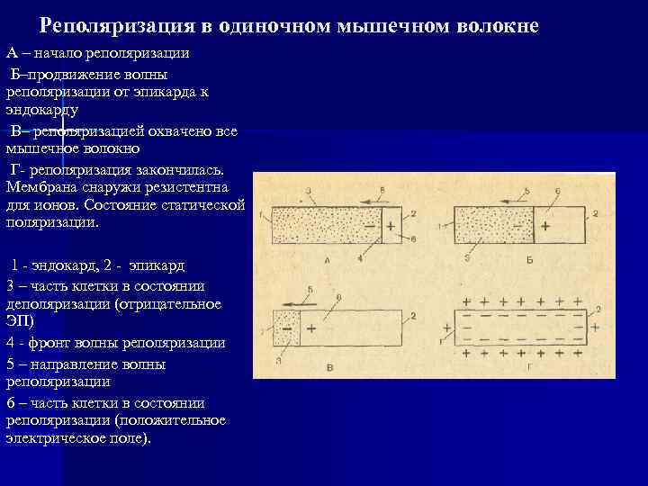 Реполяризация в одиночном мышечном волокне А – начало реполяризации Б–продвижение волны реполяризации от эпикарда