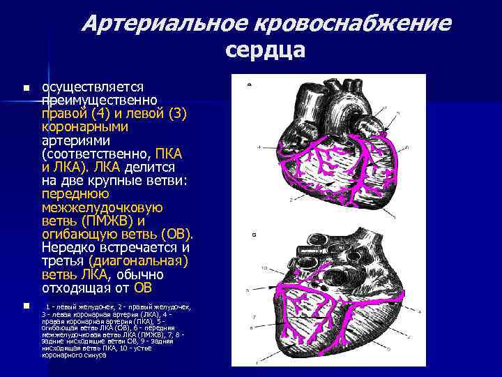 Артериальное кровоснабжение сердца n n осуществляется преимущественно правой (4) и левой (3) коронарными артериями