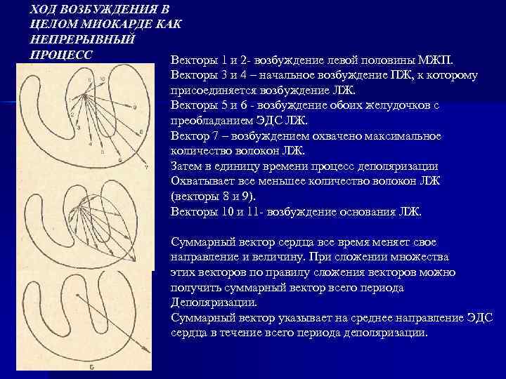 ХОД ВОЗБУЖДЕНИЯ В ЦЕЛОМ МИОКАРДЕ КАК НЕПРЕРЫВНЫЙ ПРОЦЕСС Векторы 1 и 2 - возбуждение