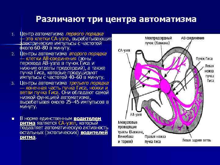 Различают три центра автоматизма 1. 2. 3. n Центр автоматизма первого порядка — это