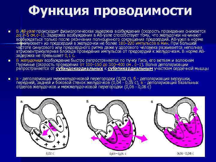 Функция проводимости n n n В АВ-узле происходит физиологическая задержка возбуждения (скорость проведения снижается