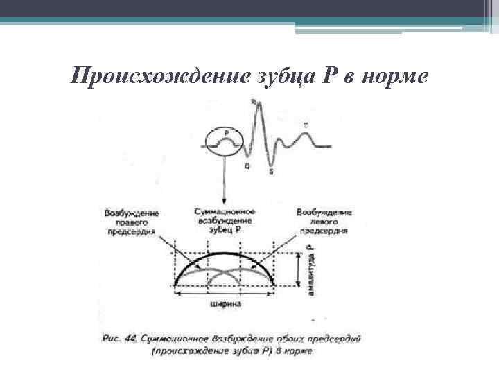 Происхождение зубца Р в норме 