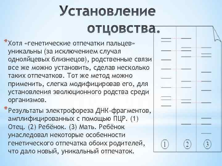 Презумпция отцовства презентация