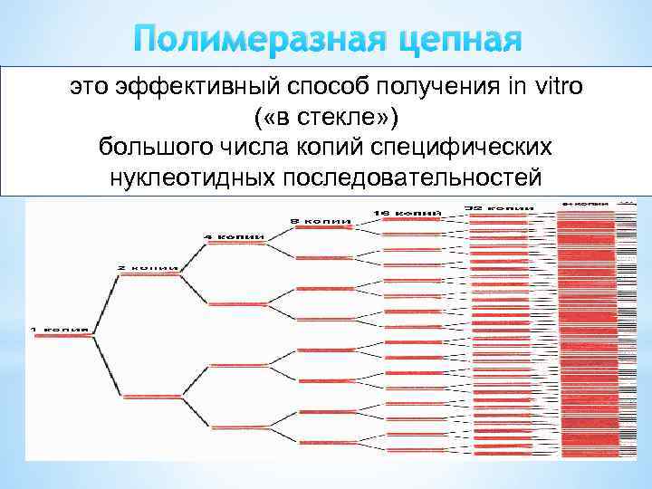 Полимеразная цепная реакция это эффективный способ получения in vitro ( «в стекле» ) большого