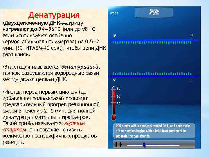 Денатурация • Двухцепочечную ДНК-матрицу нагревают до 94— 96°C (или до 98 °C, если используется