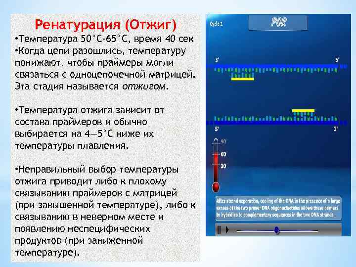 Ренатурация (Отжиг) • Температура 50°C-65°C, время 40 сек • Когда цепи разошлись, температуру понижают,