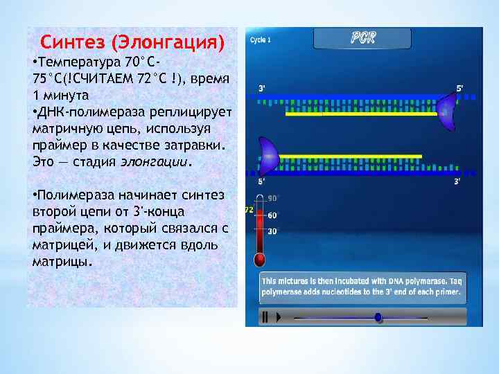 Синтез (Элонгация) • Температура 70°C 75°C(!СЧИТАЕМ 72°C !), время 1 минута • ДНК-полимераза реплицирует