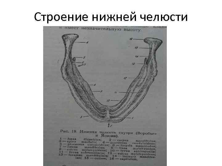 Строение нижней челюсти 