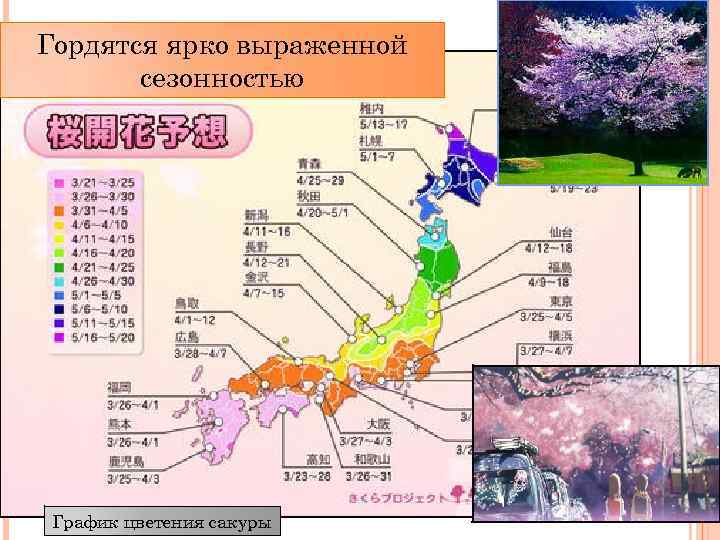 Гордятся ярко выраженной сезонностью График цветения сакуры 