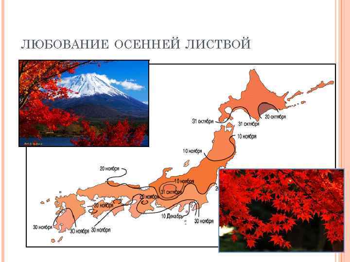 ЛЮБОВАНИЕ ОСЕННЕЙ ЛИСТВОЙ 