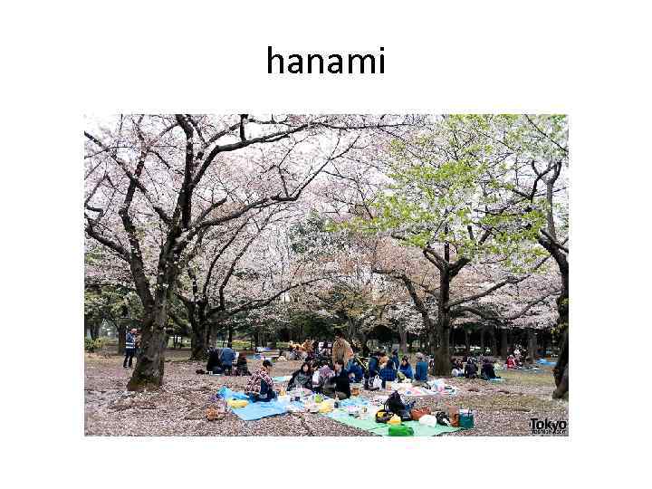 hanami 