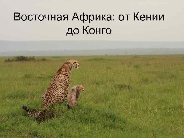 Восточная Африка: от Кении до Конго 