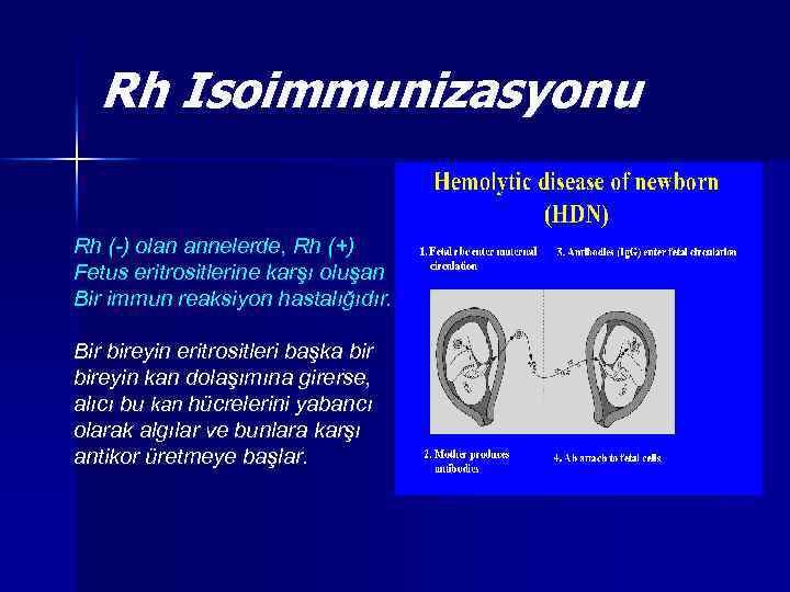 Rh Isoimmunizasyonu Rh (-) olan annelerde, Rh (+) Fetus eritrositlerine karşı oluşan Bir immun