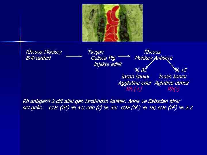 Rhesus Monkey Eritrositleri Tavşan Guinea Pig injekte edilir Rhesus Monkey Antisera % 85 %