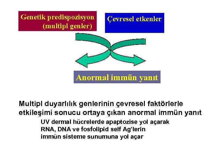 Genetik predispozisyon (multipl genler) Çevresel etkenler Anormal immün yanıt Multipl duyarlılık genlerinin çevresel faktörlerle