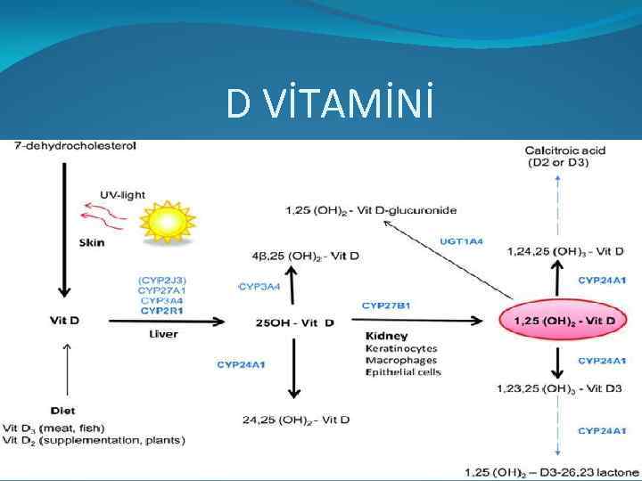 D VİTAMİNİ 