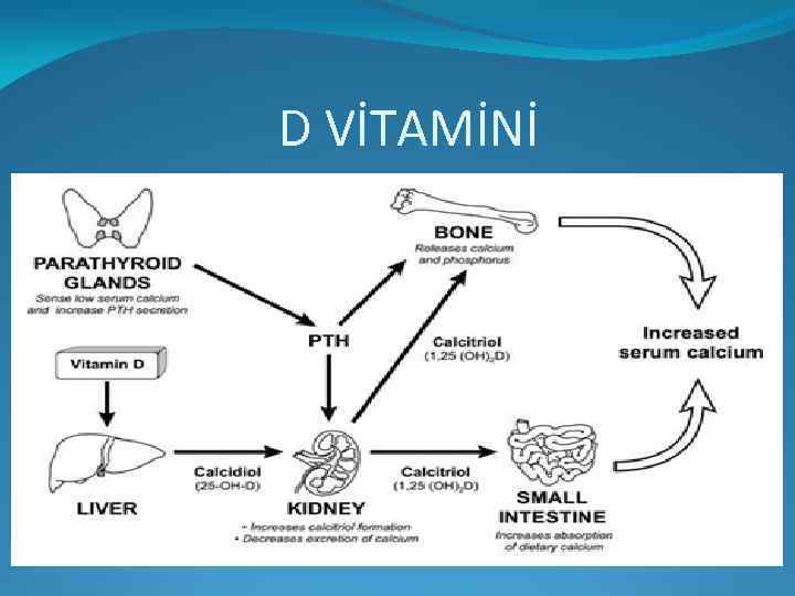 D VİTAMİNİ 