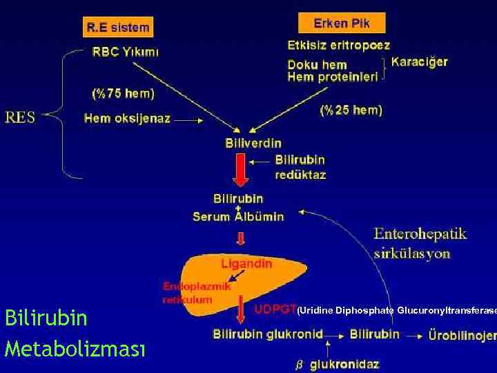 Bilirubin Metabolizması (Uridine Diphosphate Glucuronyltransferase 