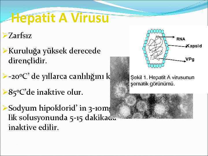 Hepatit A Virusu ØZarfsız ØKuruluğa yüksek derecede dirençlidir. Ø-200 C’ de yıllarca canlılığını korur.