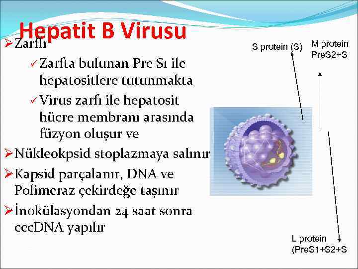 Hepatit B Virusu ØZarflı ü Zarfta bulunan Pre S 1 ile hepatositlere tutunmakta ü