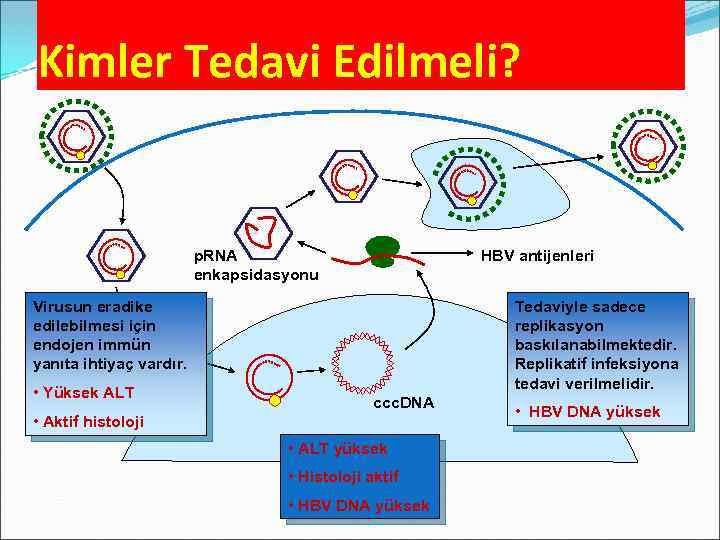 Kimler Tedavi Edilmeli? p. RNA enkapsidasyonu HBV antijenleri Virusun eradike edilebilmesi için endojen immün