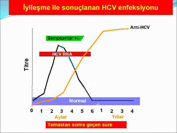 İyileşme ile sonuçlanan HCV enfeksiyonu Anti-HCV anti-HCV Semptomlar +/- Titre HCV RNA ALT Normal