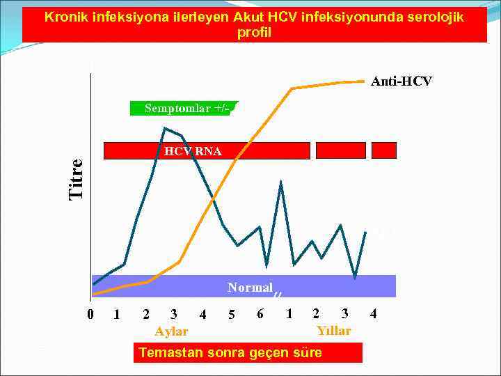 Kronik infeksiyona ilerleyen Akut HCV infeksiyonunda serolojik profil Anti-HCV Semptomlar +/- Titre HCV RNA