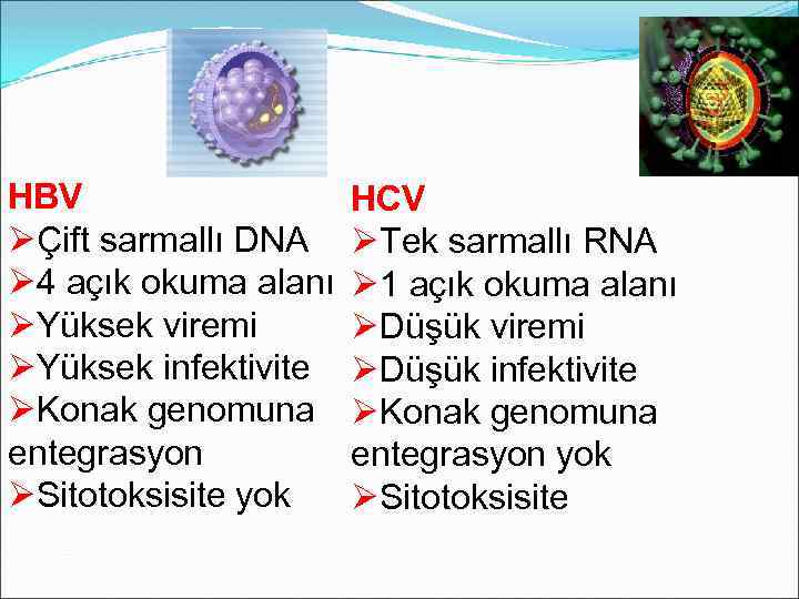 HBV ØÇift sarmallı DNA Ø 4 açık okuma alanı ØYüksek viremi ØYüksek infektivite ØKonak