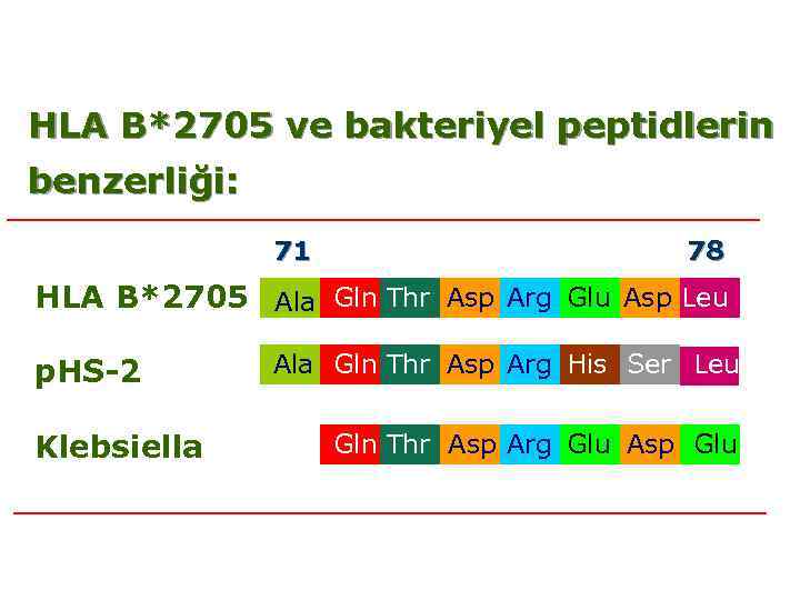 HLA B*2705 ve bakteriyel peptidlerin benzerliği: 71 78 HLA B*2705 Ala Gln Thr Asp