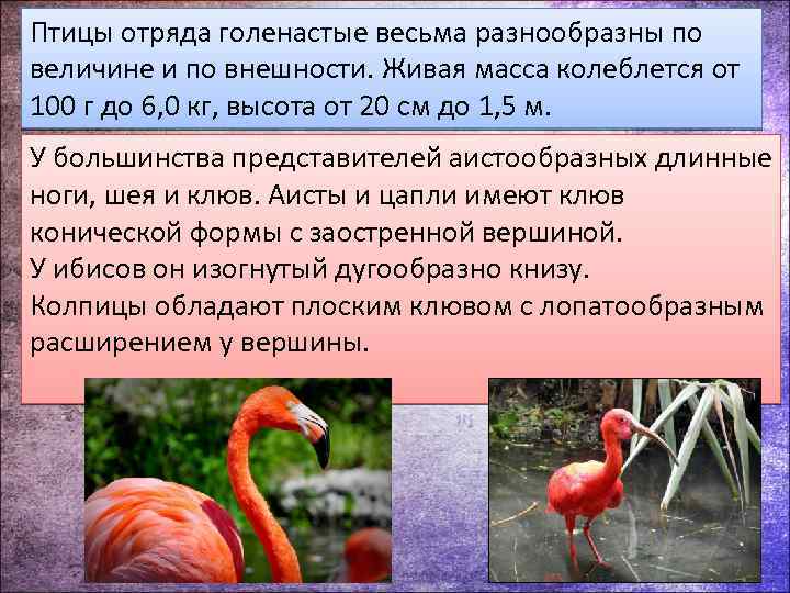 Птицы отряда голенастые весьма разнообразны по величине и по внешности. Живая масса колеблется от