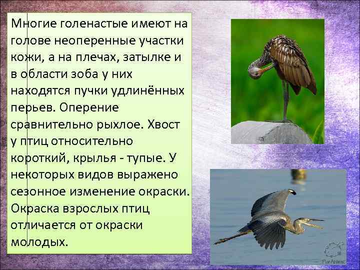 Многие голенастые имеют на голове неоперенные участки кожи, а на плечах, затылке и в