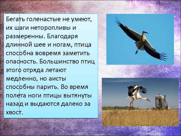 Бегать голенастые не умеют, их шаги неторопливы и размеренны. Благодаря длинной шее и ногам,