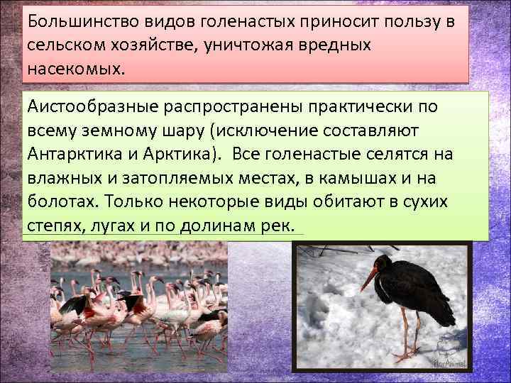 Большинство видов голенастых приносит пользу в сельском хозяйстве, уничтожая вредных насекомых. Аистообразные распространены практически