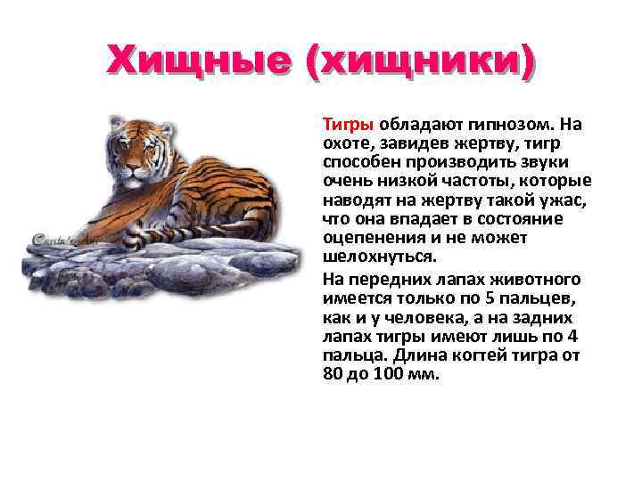 Хищные (хищники) Тигры обладают гипнозом. На охоте, завидев жертву, тигр способен производить звуки очень