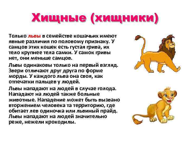Хищные (хищники) Только львы в семействе кошачьих имеют явные различия по половому признаку. У