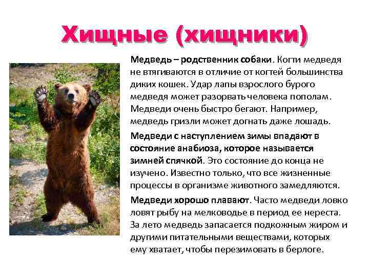 Хищные (хищники) Медведь – родственник собаки. Когти медведя не втягиваются в отличие от когтей