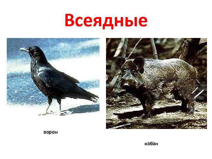 Всеядные ворон кабан 