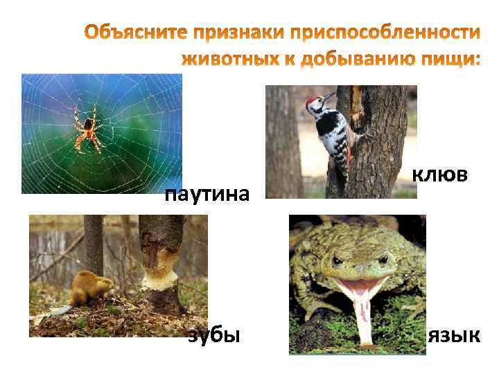 паутина зубы клюв язык 