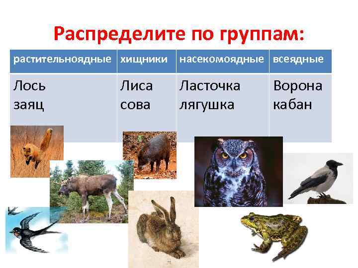 Распределите по группам: растительноядные хищники насекомоядные всеядные Лось заяц Ласточка лягушка Лиса сова Ворона