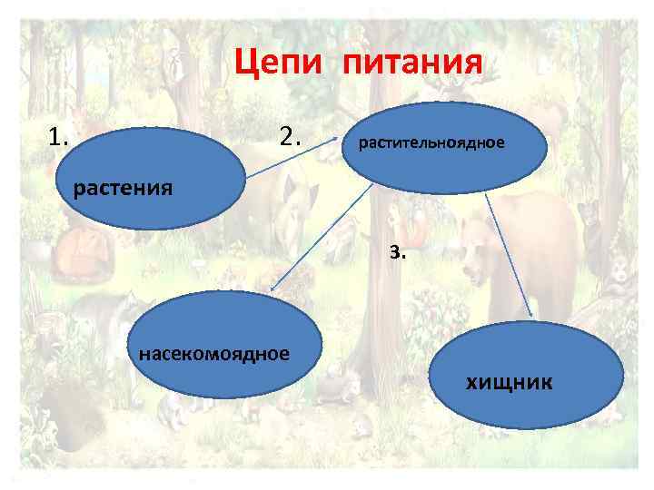 Цепи питания 1. 2. растительноядное растения 3. насекомоядное хищник 