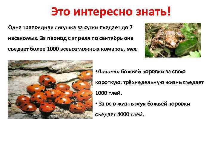 Это интересно знать! Одна травоядная лягушка за сутки съедает до 7 насекомых. За период