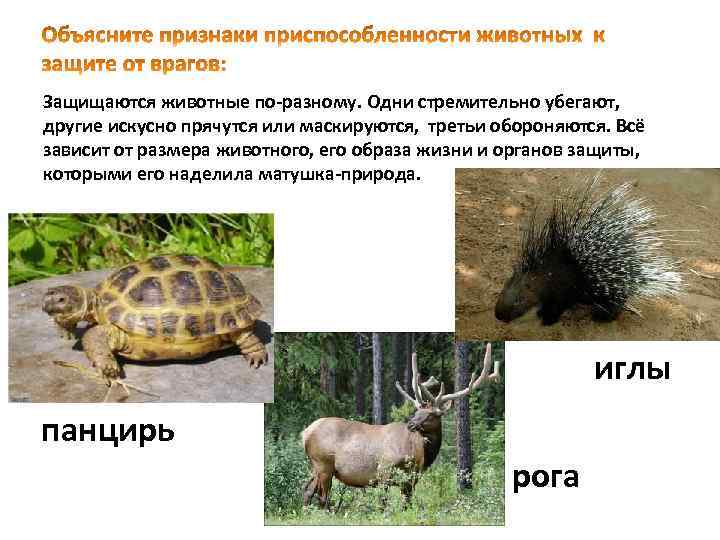 Защищаются животные по-разному. Одни стремительно убегают, другие искусно прячутся или маскируются, третьи обороняются. Всё