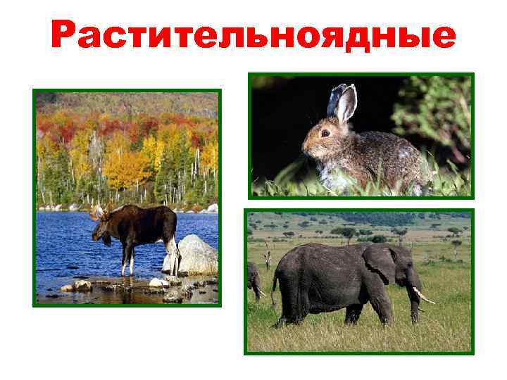 Растительноядные 